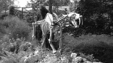 Ostrava, Çek - 07 05 2021: Siyah beyaz resim - Bitkilerin ortasındaki hayvanat bahçesindeki maymun evinde bulunan soyu tükenmiş yırtıcının yapay heykeli