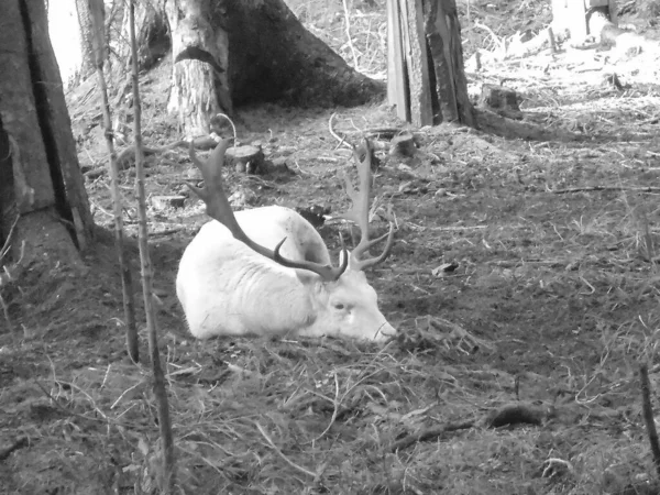 黑白照片 在捷克别斯基迪的Bila村 罕见的白色白化哺乳动物休养鹿与大鹿角躺在和放松的森林地面上的游戏圈养 — 图库照片