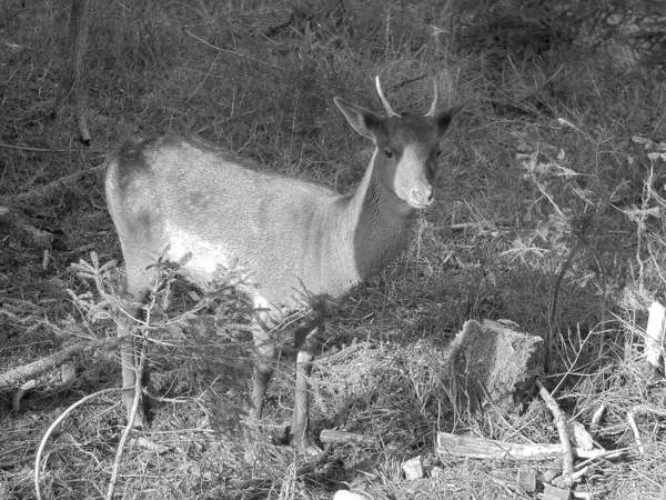 黑白照片 在捷克共和国别斯基迪的Bila山村 年轻的绿树成荫 长出了他的第一个鹿角 面对着相机 在野生动物保护区里 一头肥美的鹿公小鹿正在长出他的第一个鹿角 — 图库照片