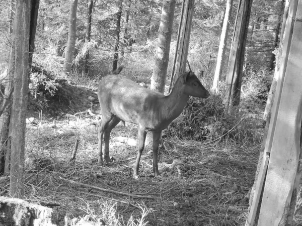 灰色阴影 捷克共和国贝拉村的野味圈地中的云杉森林中 深色的休眠鹿雄性小鹿 确保了夏天美丽的晴天 — 图库照片