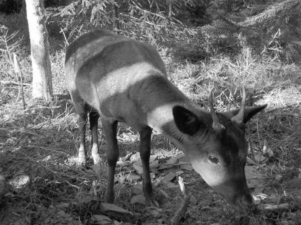 黑白照片 在阳光明媚的日子里 在翠绿的云杉树前 近距离观察一只黑色小鹿 看着相机 — 图库照片
