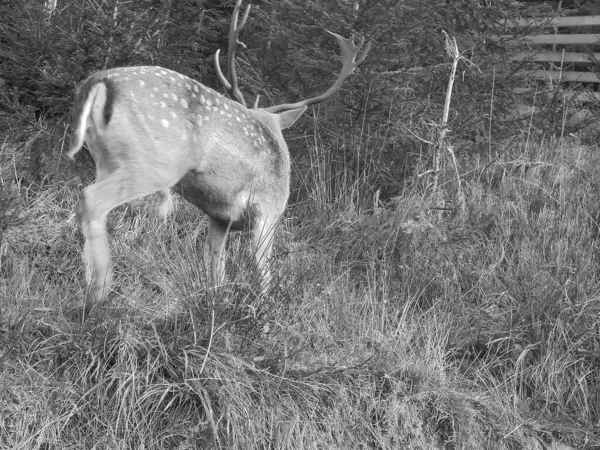 黑白照片 捷克共和国比拉山村雄伟的成年休养鹿公鹿在高草中的后视镜 在游戏圈中返回幼小的云杉林 — 图库照片
