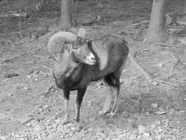 Retro image - Majestic hoofed mammal mouflon, adult male, with strong large curved horns, in a coniferous forest with several trees behind.