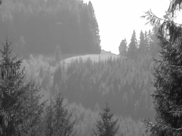 Retro Bild Verschwommenes Bild Einer Entfernten Bergwiese Vordergrund Nadelbäume Verschwommener — Stockfoto