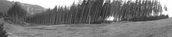 灰度图像 山地草甸的全景图像 后面有一排高大的树木 夏天在别斯基底的滑雪坡上 后背森林覆盖丘陵 — 图库照片