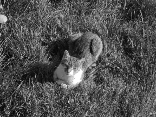 黒白の画像 背中に茶色の毛皮を持つ猫の上のビューと胸に白い毛皮 黄色の目で 晴れた日の間に新鮮な緑の草の中に横たわってリラックスします — ストック写真