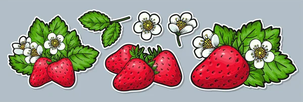 Reife Erdbeere Handgezeichnetes Sticker Set Realistische Ganze Rote Beeren Blatt — Stockvektor