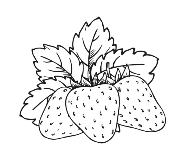 Strawberry Bunch Three Berries Children Adults Coloring Book Page Whole — Vetor de Stock