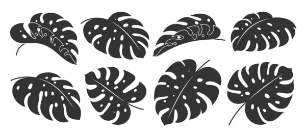 Monstera Leaf Black Silhouette Stamp Set Tropical Exotic Plant Branch — Vetor de Stock