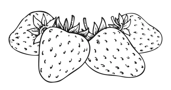 Sweet Strawberry Hand Drawn Linear Sketch Forest Berries Bundle Coloring — Vetor de Stock