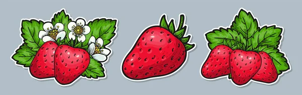 Strawberry Stickers Hand Drawn Tag Whole Red Berries Leaves Flowers — Vetor de Stock