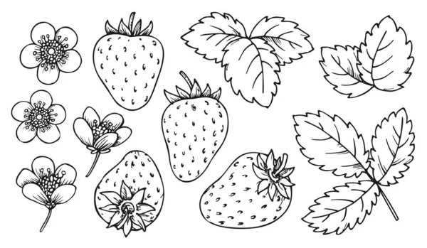 Strawberry Line Set Black White Berries Leaves Flowers Cartoon Hand — Vetor de Stock
