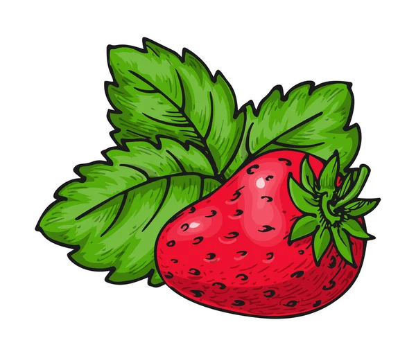 Whole Ripe Strawberry Isolated White Wild Forest Red Single Berry — Stockvector