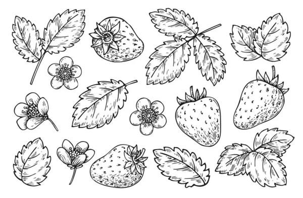 Strawberry Floral Elements Black Line Set Hand Drawn Berries Leaves — Vetor de Stock