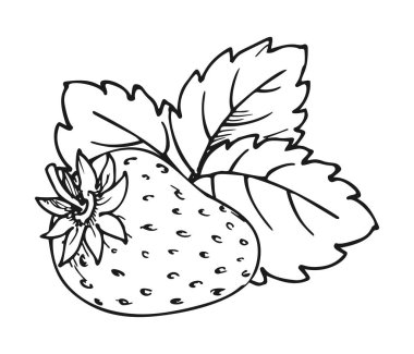Strawberry educational worksheet coloring book page. Whole ripe wild forest berry with leaf. Tasty sweet fresh farm organic fruit. Juicy strawberries handdrawn outline clip art black white sketch
