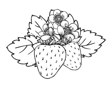 Strawberry blooming bush closeup hand drawn coloring book page. Two whole ripe berries with blossom flowers and leaves black and white sketch. Outline clip art for print greeting card poster patches
