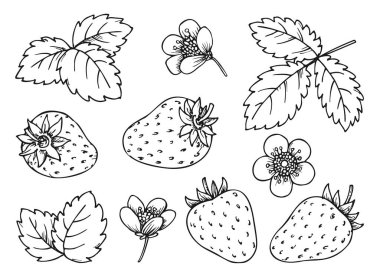 Strawberry floral elements black line set. Hand drawn berries leaves flowers for children and adult coloring book, scrapbooking, nail stamps, laser engraving, foil diy badge pins, eco tag label