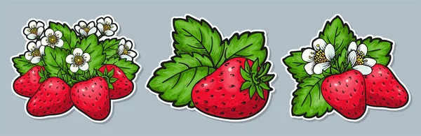 Strawberry Group Sticker Set Labels Realistic Handdrawn Berries Flowers Leaves — Vetor de Stock