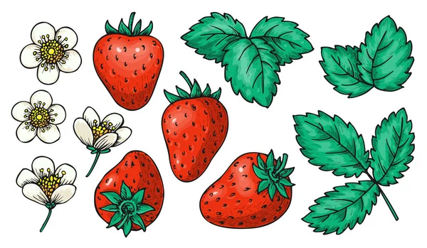 Strawberry Decorative Sketch Whole Red Berries Leaves Flowers Cartoon Hand — Stockvector