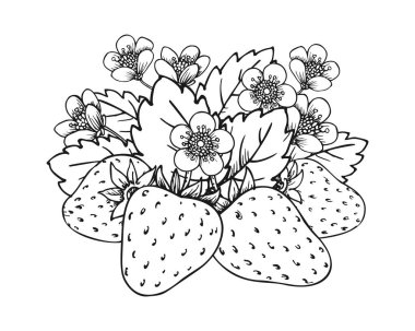 Güzel çilekli el çizimi. Orman böğürtlenleri. Taze, sağlıklı, organik böğürtlen hasadı boyama sanatı. Çilek, çiçek ve yapraklarla süslenmiş çalılar.