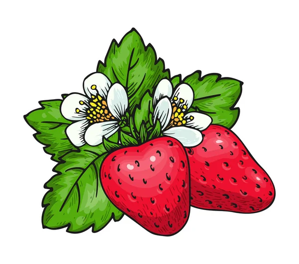 Erdbeerstrauß Aus Zwei Roten Beeren Grüne Blätter Und Blühende Blüten — Stockvektor