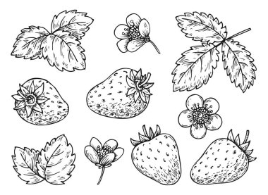 Strawberry line set. Black and white berries leaves flowers. Cartoon hand drawn plant elements for print coloring book page, scrapbooking stamps, laser engraving, badge pins, tag farmers market label