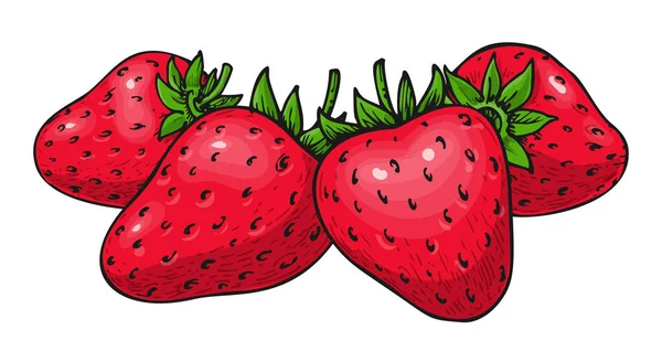 Groupe Fraises Dessiné Main Fruit Rouge Forêt Sauvage Mûr Entier — Image vectorielle