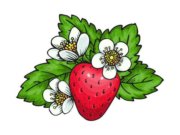 Erdbeere Süß Rote Einzelne Beere Ganze Reife Waldbeeren Mit Blättern — Stockvektor