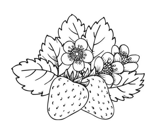 Strawberry Blooming Bush Closeup Hand Drawn Coloring Book Page Two — Vetor de Stock