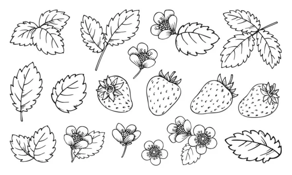ストロベリーラインセット 黒と白の果実は花を残します 印刷着色本のページ スクラップブッキング切手 レーザー彫刻 バッジピン 箔ダイカード タグラベルのための漫画手描き植物要素 — ストックベクタ