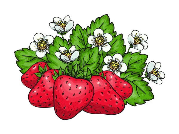 Süße Erdbeere Handgezeichnete Farbskizze Waldwildbeeren Cartoon Gesunde Frische Bio Beeren — Stockvektor