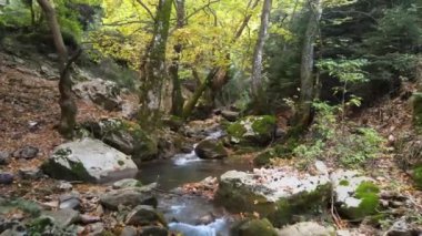 Ormandaki güzel küçük nehir, sonbahar yaprakları, ağaçlar, kayalar, su, havadan nehir görüntüleri.