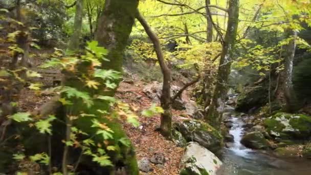 Bellissimo Piccolo Fiume Nella Foresta Foglie Autunno Alberi Rocce Acqua — Video Stock