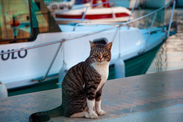 Harbor Keeper Examines Tabby Cat Curious Fearful Eyes Cat Boat — Stockfoto