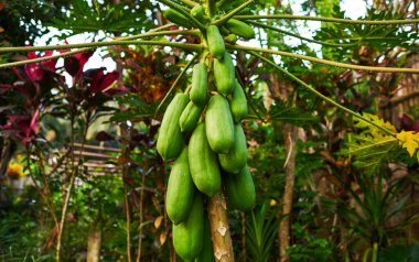 Bali 'de bahçedeki papaya ağacının meyveleri meyveli taze yeşil papaya..
