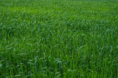Yazın, tarlalardaki yeşil buğday hararetle büyüyor. Tarım sahnesinde genç yeşil buğday veya arpa tarlalarının seçici şekilde odaklanması.