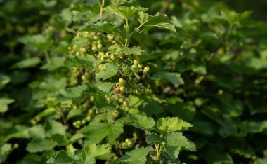 Yeşil dutlu yabanmersini çalısı. Yaban mersinleri yeşil bitkisel arka planda ağaçta.