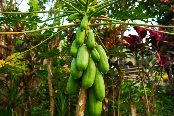 Papaya Frukter Papaya Träd Trädgården Bali Natur Färsk Grön Papaya — Stockfoto