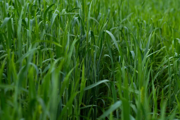 Verão Trigo Verde Nos Campos Está Crescendo Vigorosamente Foco Seletivo — Fotografia de Stock