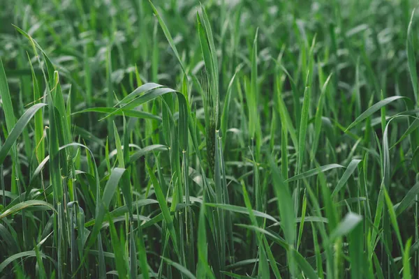 Verão Trigo Verde Nos Campos Está Crescendo Vigorosamente Foco Seletivo — Fotografia de Stock