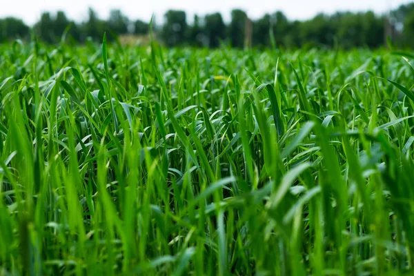 Verão Trigo Verde Nos Campos Está Crescendo Vigorosamente Foco Seletivo — Fotografia de Stock