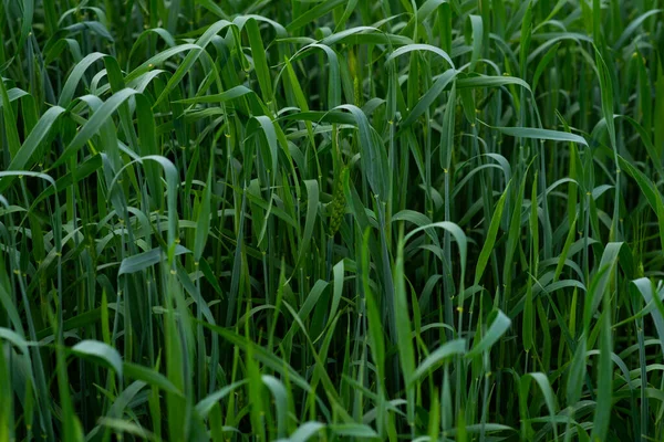 Verano Trigo Verde Los Campos Está Creciendo Vigorosamente Enfoque Selectivo —  Fotos de Stock