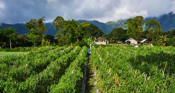 Gemüsegarten Hinterhof Auf Bali Indonesien Gemüsegarten Sommer Tomatenreihen Garten Umweltfreundliches — Stockfoto