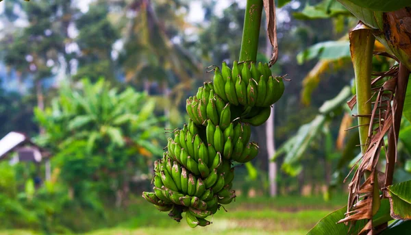 Ett Gäng Bananer Bananträd Bakgrund Gröna Bananblad Exotisk Palm Tropiska — Stockfoto