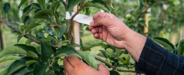 Meyve bahçesinde çalışan olgun bir çiftçi. Kuzey İtalya 'da Merano kasabası yakınlarındaki dağ vadisi. Güney Tyrol, İtalya 'da yoğun meyve yetiştirme veya meyve bahçesi.