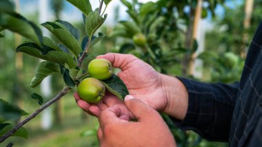 Meyve bahçesinde çalışan olgun bir çiftçi. Kuzey İtalya 'da Merano kasabası yakınlarındaki dağ vadisi. Güney Tyrol, İtalya 'da yoğun meyve yetiştirme veya meyve bahçesi.
