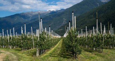 Kuzey İtalya 'da Merano kasabası yakınlarındaki dağ vadisi. Güney Tyrol, İtalya 'da yoğun meyve yetiştirme veya meyve bahçesi.