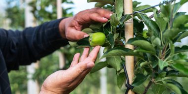 Elma bahçesindeki kıdemli çiftçi. Güney Tyrol, İtalya 'da yoğun meyve yetiştirme ya da meyve bahçesi. Yeni bir elma bahçesi. Bahçe konsepti.