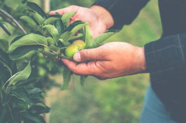 Elma bahçesindeki kıdemli çiftçi. Güney Tyrol, İtalya 'da yoğun meyve yetiştirme ya da meyve bahçesi. Yeni bir elma bahçesi. Bahçe konsepti.