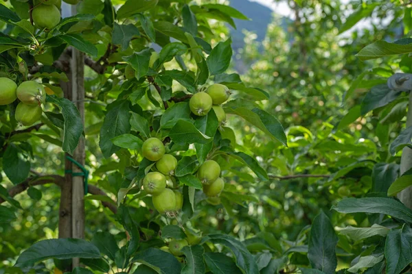 Valle Montaña Cerca Ciudad Merano Norte Italia Producción Intensiva Fruta — Foto de Stock